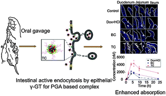 Graphical abstract: A poly-l-glutamic acid functionalized nanocomplex for improved oral drug absorption