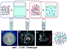 Graphical abstract: Fast setting and anti-washout injectable calcium–magnesium phosphate cement for minimally invasive treatment of bone defects