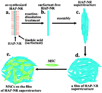 Graphical abstract: “Cleaning” the surface of hydroxyapatite nanorods by a reaction-dissolution approach