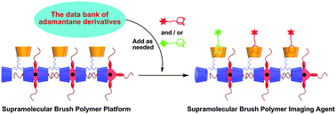 Graphical abstract: A supramolecular brush polymer via the self-assembly of bridged tris(β-cyclodextrin) with a porphyrin derivative and its magnetic resonance imaging