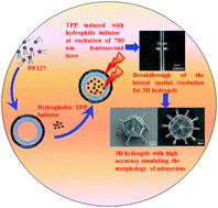 Graphical abstract: 3D hydrogels with high resolution fabricated by two-photon polymerization with sensitive water soluble initiators