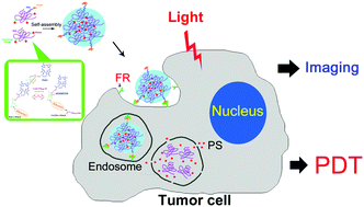 Graphical abstract: Active-targeted pH-responsive albumin–photosensitizer conjugate nanoparticles as theranostic agents