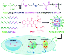Graphical abstract: Self-assembled micelles of PEG–poly(disulfide carbamate amine) copolymers for intracellular dual-responsive drug delivery
