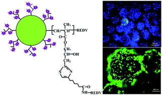 Graphical abstract: PCL microspheres tailored with carboxylated poly(glycidyl methacrylate)–REDV conjugates as conducive microcarriers for endothelial cell expansion