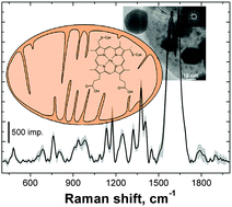 Graphical abstract: New nanocomposites for SERS studies of living cells and mitochondria