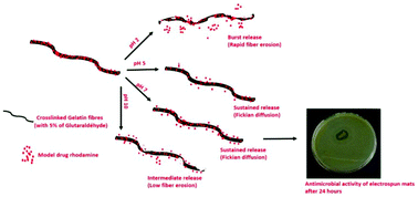 Graphical abstract: Novel biocompatible electrospun gelatin fiber mats with antibiotic drug delivery properties