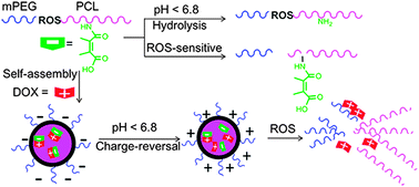 Graphical abstract: Reactive oxygen species (ROS) responsive PEG–PCL nanoparticles with pH-controlled negative-to-positive charge reversal for intracellular delivery of doxorubicin
