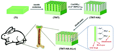 Graphical abstract: Alendronate-loaded hydroxyapatite-TiO2 nanotubes for improved bone formation in osteoporotic rabbits