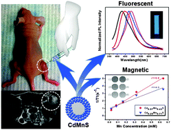 Graphical abstract: Facile synthesis of ternary CdMnS QD-based hollow nanospheres as fluorescent/magnetic probes for bioimaging