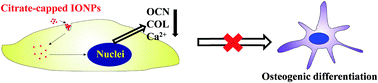 Graphical abstract: Citrate-capped iron oxide nanoparticles impair the osteogenic differentiation potential of rat mesenchymal stem cells