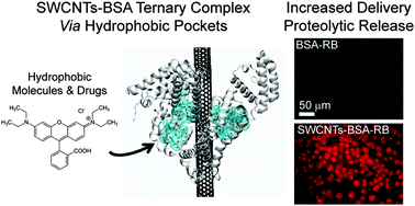 Graphical abstract: Enhanced intracellular delivery of small molecules and drugs via non-covalent ternary dispersions of single-wall carbon nanotubes