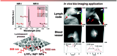 Graphical abstract: Nd3+-doped LiYF4 nanocrystals for bio-imaging in the second near-infrared window