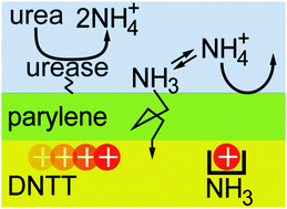 Graphical abstract: Ammonia sensing for enzymatic urea detection using organic field effect transistors and a semipermeable membrane