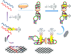 Graphical abstract: Three label-free thrombin aptasensors based on aptamers and [Ru(bpy)2(o-mopip)]2+
