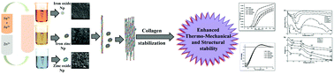 Graphical abstract: Effect of bimetallic iron:zinc nanoparticles on collagen stabilization