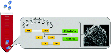 Graphical abstract: Gallium-containing mesoporous bioactive glass with potent hemostatic activity and antibacterial efficacy