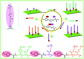 Graphical abstract: Switching biological functionalities of biointerfaces via dynamic covalent bonds