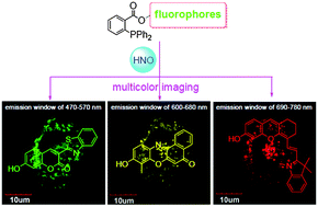 Graphical abstract: Development of green to near-infrared turn-on fluorescent probes for the multicolour imaging of nitroxyl in living systems