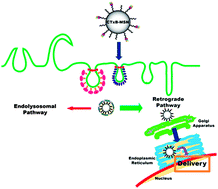 Graphical abstract: Cellular endocytosis and trafficking of cholera toxin B-modified mesoporous silica nanoparticles