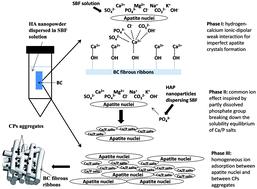 Graphical abstract: Bioabsorbable cellulose composites prepared by an improved mineral-binding process for bone defect repair