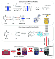 Graphical abstract: Regeneration of hyaline-like cartilage and subchondral bone simultaneously by poly(l-glutamic acid) based osteochondral scaffolds with induced autologous adipose derived stem cells