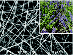 Graphical abstract: Alginate–lavender nanofibers with antibacterial and anti-inflammatory activity to effectively promote burn healing