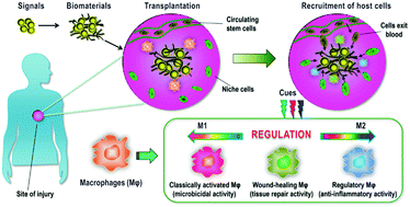 Graphical abstract: Directing immunomodulation using biomaterials for endogenous regeneration