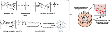 Graphical abstract: Tunable, bioactive protein conjugated hyaluronic acid hydrogel for neural engineering applications