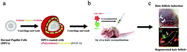 Graphical abstract: Cytokine loaded layer-by-layer ultrathin matrices to deliver single dermal papilla cells for spot-by-spot hair follicle regeneration