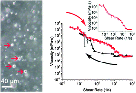 Graphical abstract: Complex coacervates of oppositely charged co-polypeptides inspired by the sandcastle worm glue