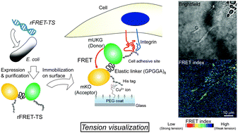 Graphical abstract: Development of a FRET-based recombinant tension sensor to visualize cell–material interactions