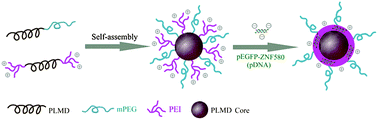 Graphical abstract: Biodegradable PEI modified complex micelles as gene carriers with tunable gene transfection efficiency for ECs