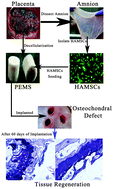 Graphical abstract: Investigating the potential of human placenta-derived extracellular matrix sponges coupled with amniotic membrane-derived stem cells for osteochondral tissue engineering