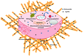 Graphical abstract: Fabrication of electrospun poly(ethylene oxide)–poly(capro lactone) composite nanofibers for co-delivery of niclosamide and silver nanoparticles exhibits enhanced anti-cancer effects in vitro