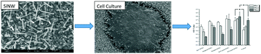 Graphical abstract: Cell response on the biomimetic scaffold of silicon nano- and micro-topography