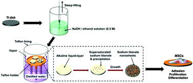 Graphical abstract: Nanosheet-pore topographical titanium substrates: a biophysical regulator of the fate of mesenchymal stem cells