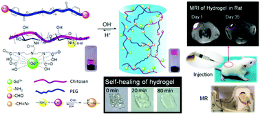 Graphical abstract: Visualization of in situ hydrogels by MRI in vivo