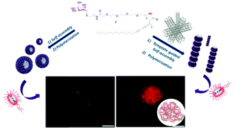 Graphical abstract: Tuning of glyconanomaterial shape and size for selective bacterial cell agglutination