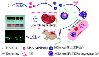 Graphical abstract: Metabolizable dopamine-coated gold nanoparticle aggregates: preparation, characteristics, computed tomography imaging, acute toxicity, and metabolism in vivo