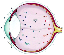 Graphical abstract: Positively charged armed nanoparticles demonstrate their precise delivery performance for effective treatment of chorioretinal diseases