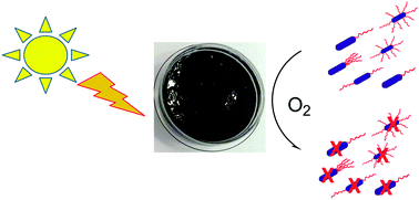 Graphical abstract: Synthesis, characterization and biological evaluation of a new photoactive hydrogel against Gram-positive and Gram-negative bacteria