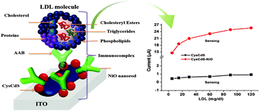 Graphical abstract: A biofunctionalized quantum dot–nickel oxide nanorod based smart platform for lipid detection