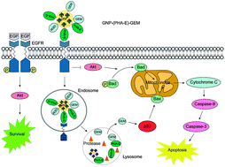 Graphical abstract: Development of gelatin nanoparticles conjugated with phytohemagglutinin erythroagglutinating loaded with gemcitabine for inducing apoptosis in non-small cell lung cancer cells