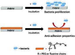 Graphical abstract: Design of cytocompatible bacteria-repellent bio-based polyester films via an aqueous photoactivated process