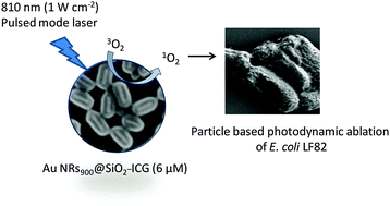 Graphical abstract: Particle-based photodynamic therapy based on indocyanine green modified plasmonic nanostructures for inactivation of a Crohn's disease-associated Escherichia coli strain