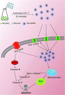 Graphical abstract: Facile synthesis of highly uniform selenium nanoparticles using glucose as the reductant and surface decorator to induce cancer cell apoptosis
