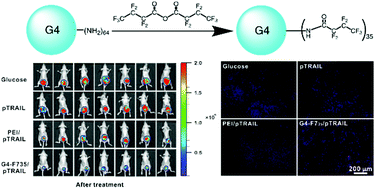 Graphical abstract: Fluorinated dendrimer for TRAIL gene therapy in cancer treatment