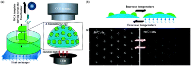 Graphical abstract: Capillary number encouraged the construction of smart biomimetic eyes