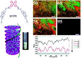 Graphical abstract: Thermally tunable circular dichroism and circularly polarized luminescence of tetraphenylethene with two cholesterol pendants