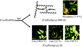 Graphical abstract: Structural, mesomorphic, photoluminescence and thermoelectric studies of mononuclear and polymeric complexes of copper(ii) with 2-hexyldecanoato and 4,4′-bipyridine ligands